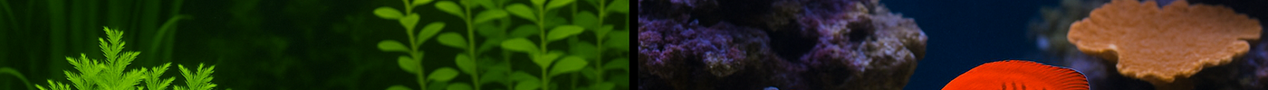 The Importance of the Right Amount of Nitrates in Your Aquarium: Balancing for a Healthy Freshwater and Saltwater Ecosystem