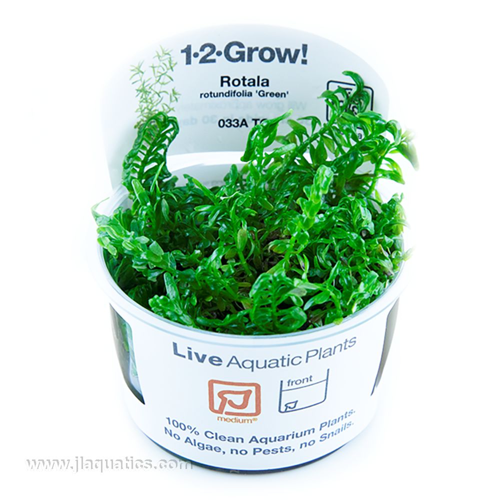 Tropica Rotala rotundifolia (Green) 1-2-Grow! Aquarium Plant  J&L Aquatics  Ltd.