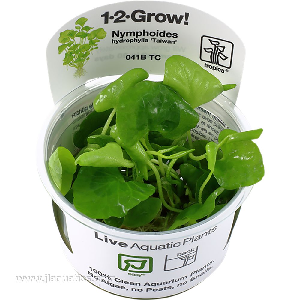 Tropica Nymphoides hydrophylla (Taiwan) 1-2-Grow! Aquarium Plant