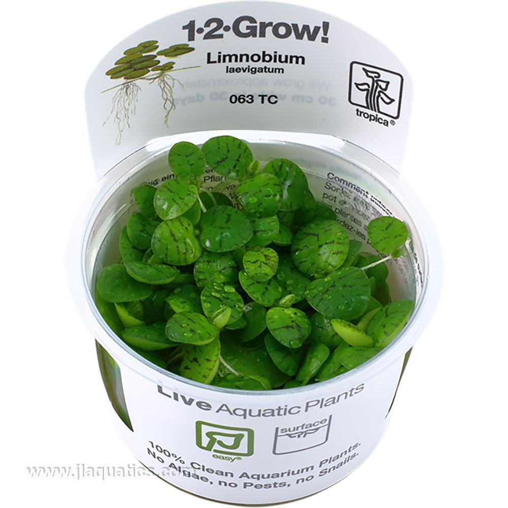 Tropica Limnobium laevigatum 1-2-Grow! Aquarium Plant – J&L Aquatics Ltd