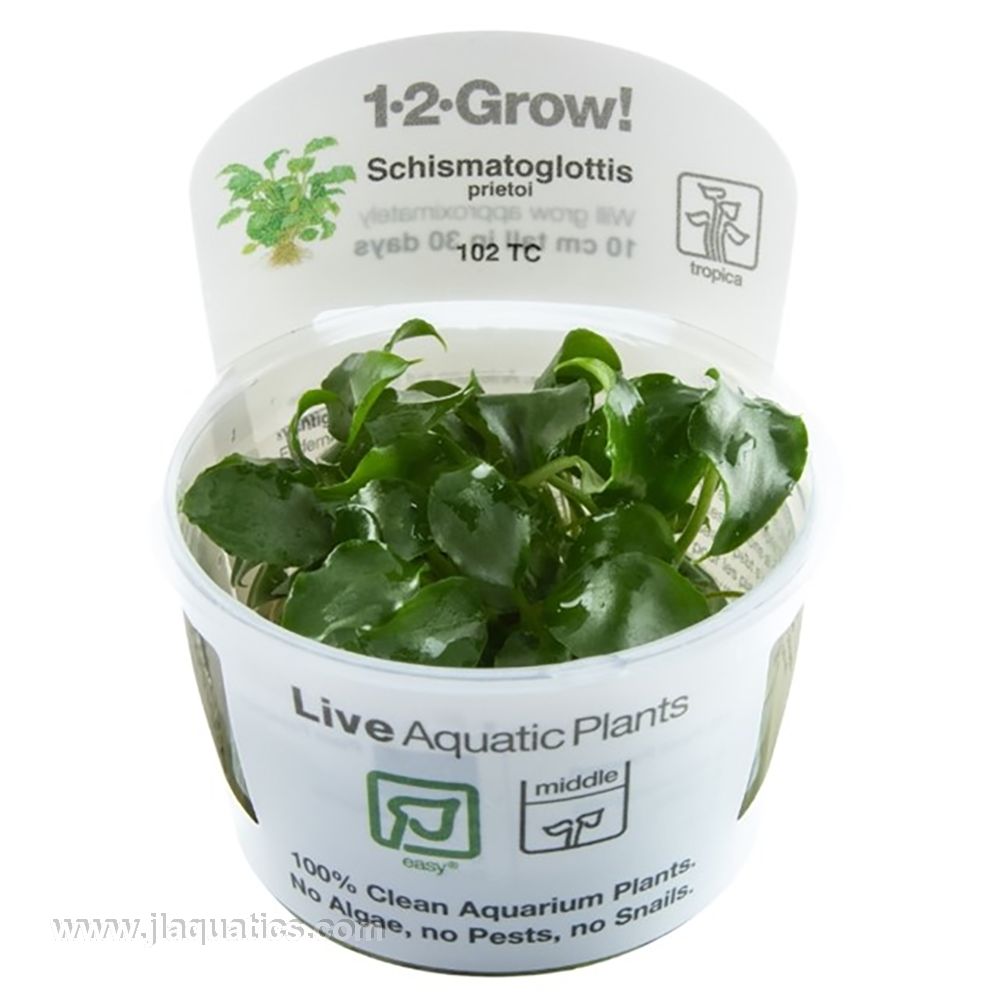 Tropica Schismatoglottis prietoi 1-2-Grow! Aquarium Plant – J&L Aquatics  Ltd