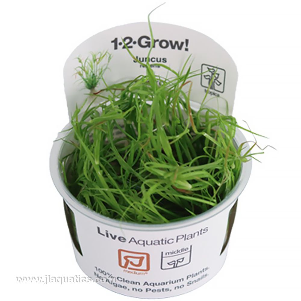Tropica Juncus repens 1-2-Grow! Aquarium Plant – J&L Aquatics Ltd