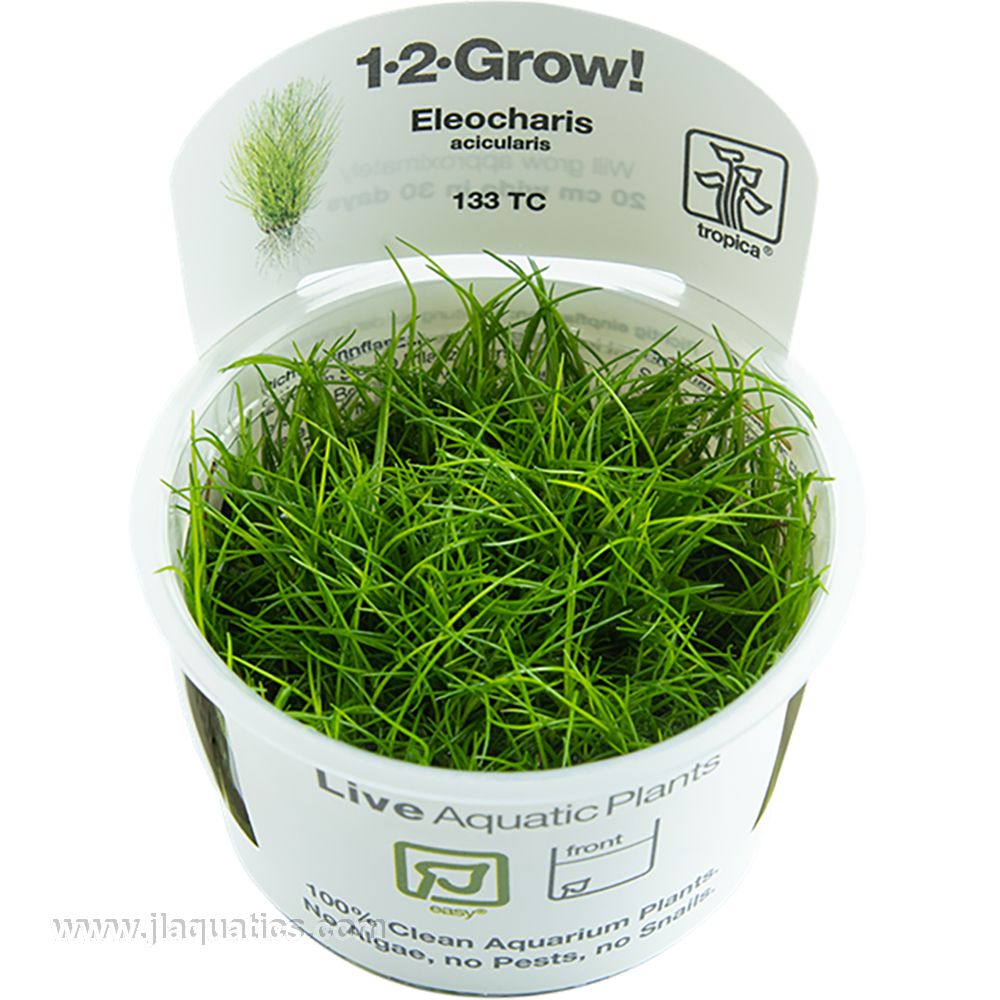 Tropica Eleocharis acicularis 1-2-Grow! Aquarium Plant – J&L Aquatics Ltd