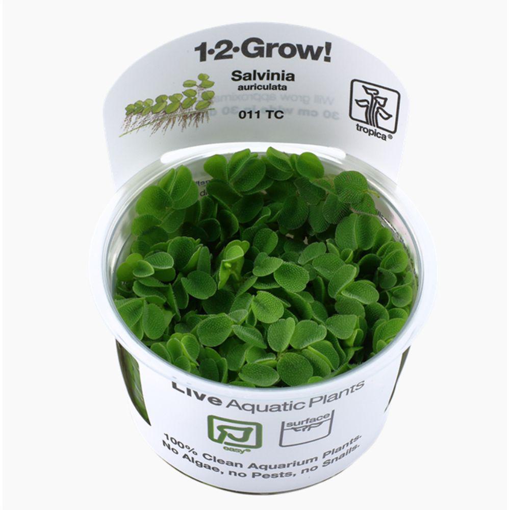 1-2 grow plants Tropica Salvinia minima 1-2-Grow! Aquarium Plant – J&L Aquatics Ltd