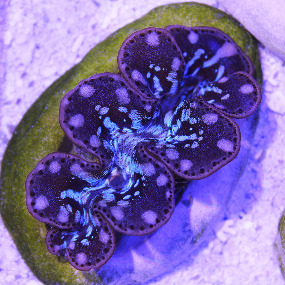 Maxima Giant Clam - A Grade | JLAquatics Canada – J&L Aquatics Ltd.