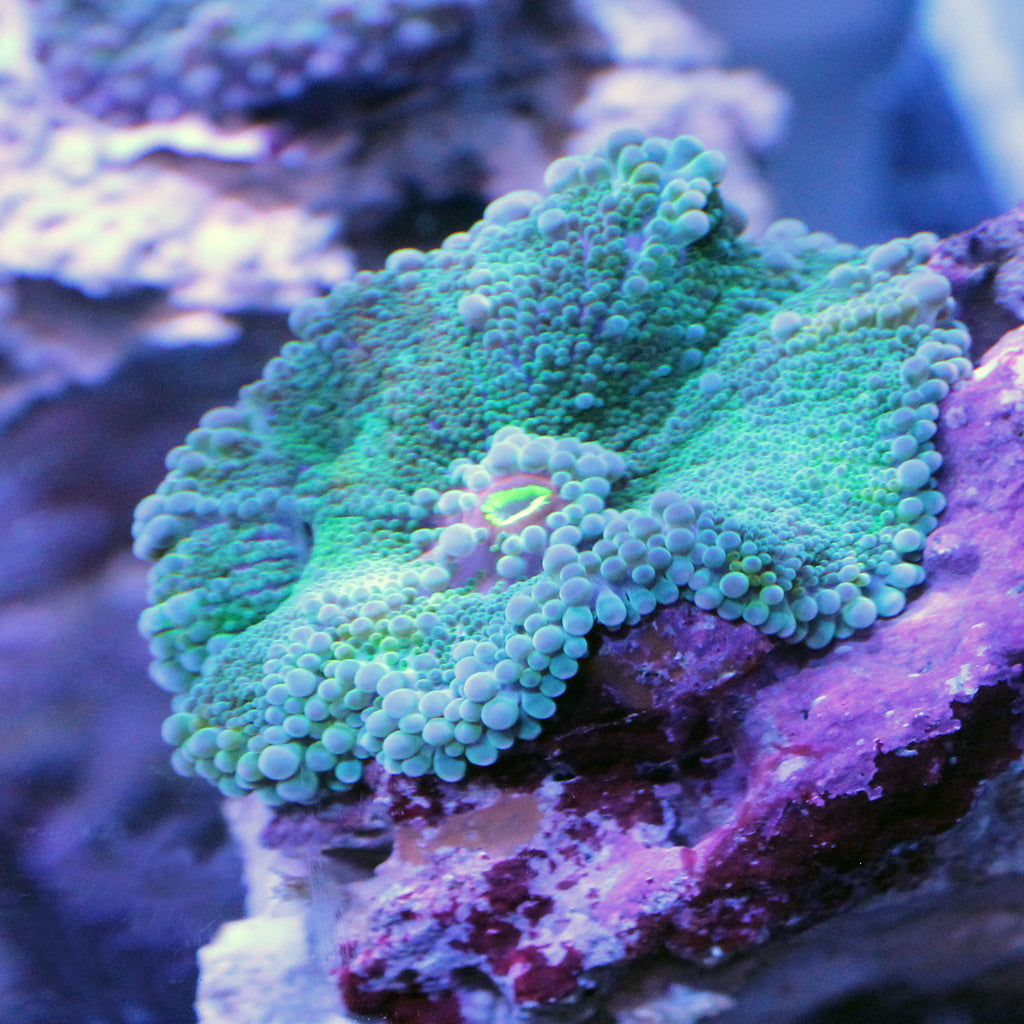 Yuma Mushroom - Green/Purple | JLAquatics Canada – J&L Aquatics Ltd.