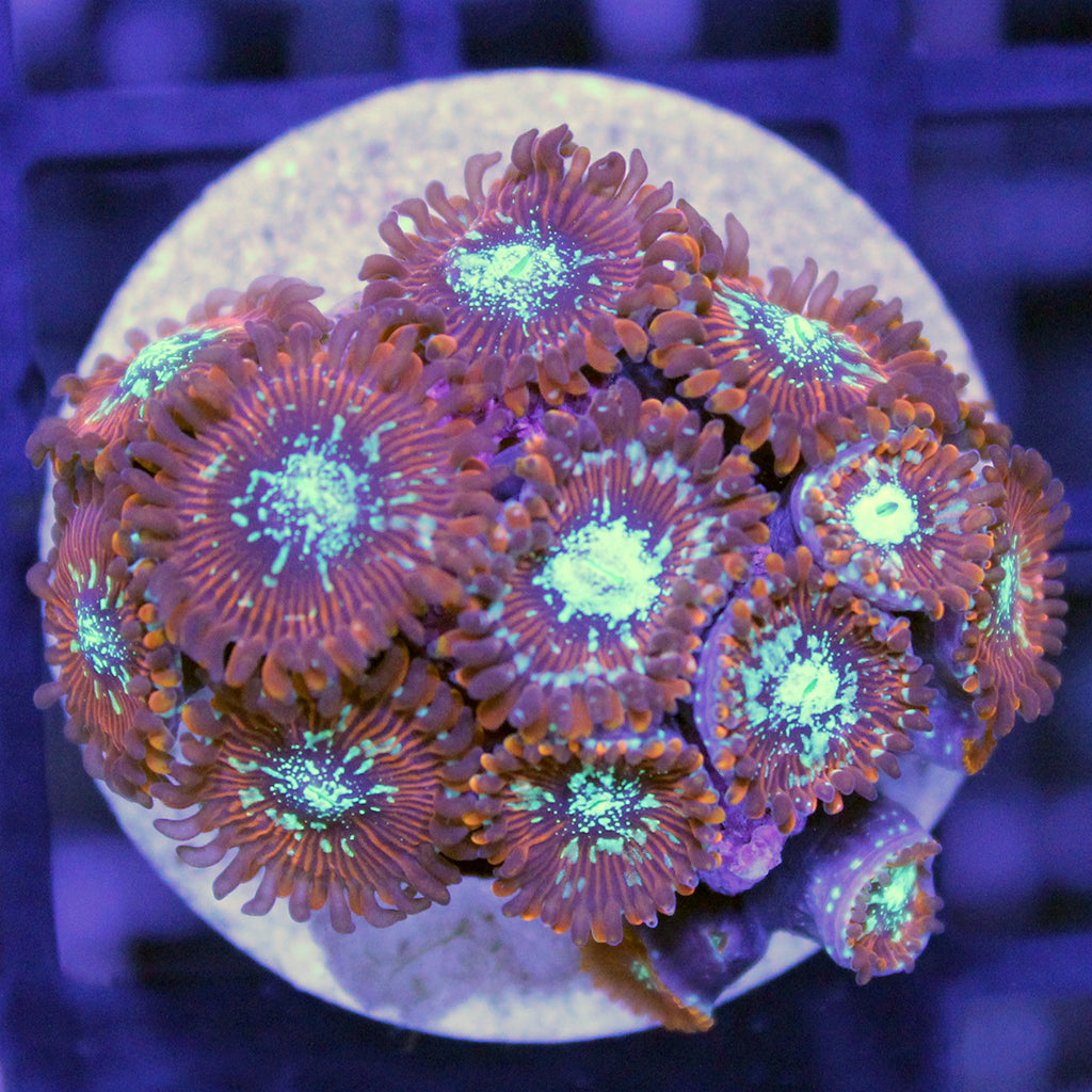 Red Magician Zoa | JLAquatics Canada – J&L Aquatics Ltd.