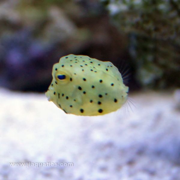 Yellow Boxfish | JLAquatics Canada – J&L Aquatics Ltd.