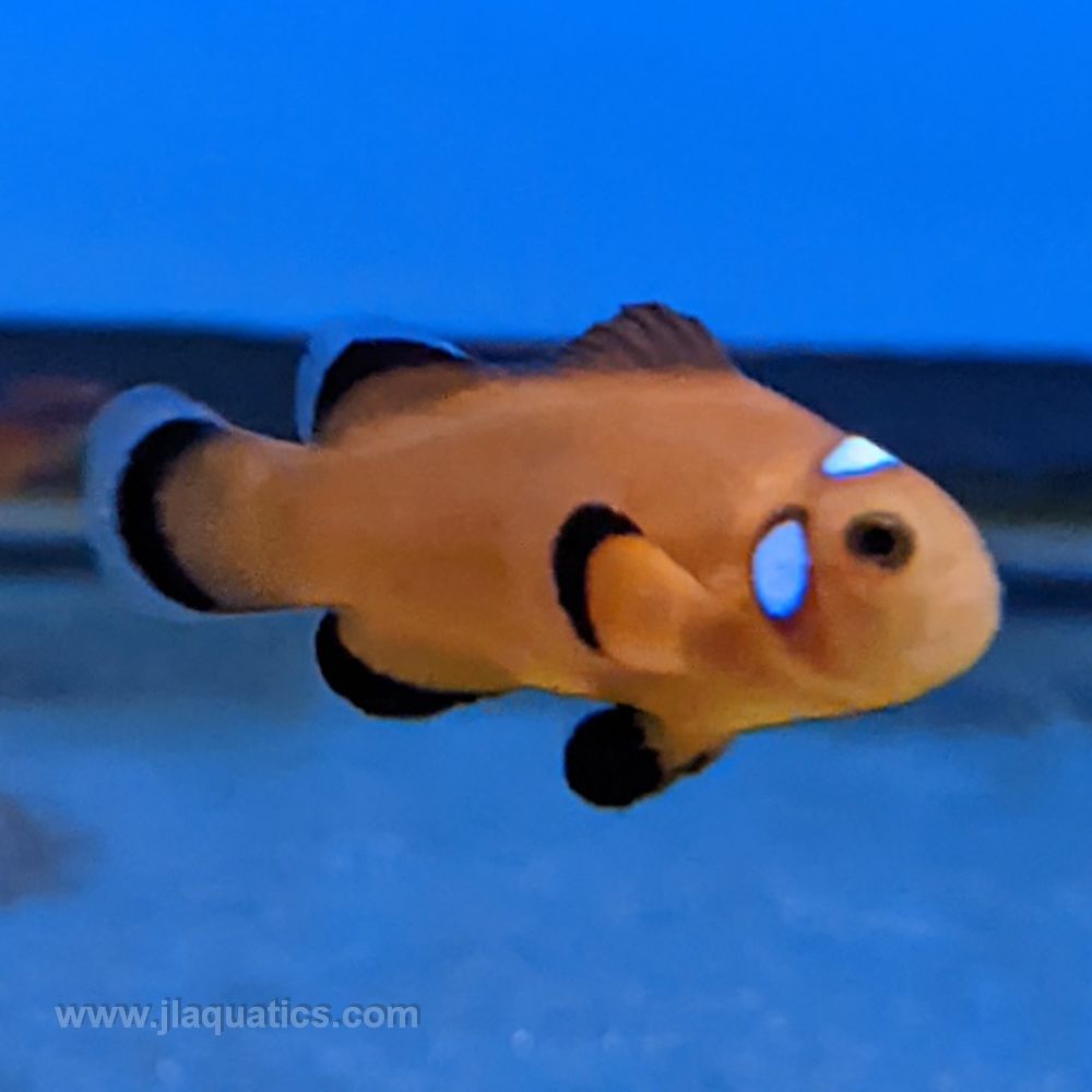 Orange Domino Clownfish | JLAquatics Canada – J&L Aquatics Ltd.