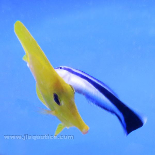 Cleaner Wrasse | JLAquatics Canada – J&L Aquatics Ltd.