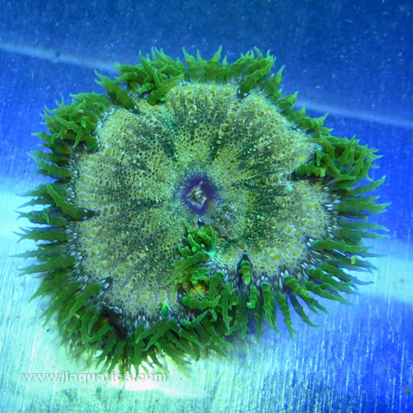 Rock Anemone - Green | JLAquatics Canada – J&L Aquatics Ltd.