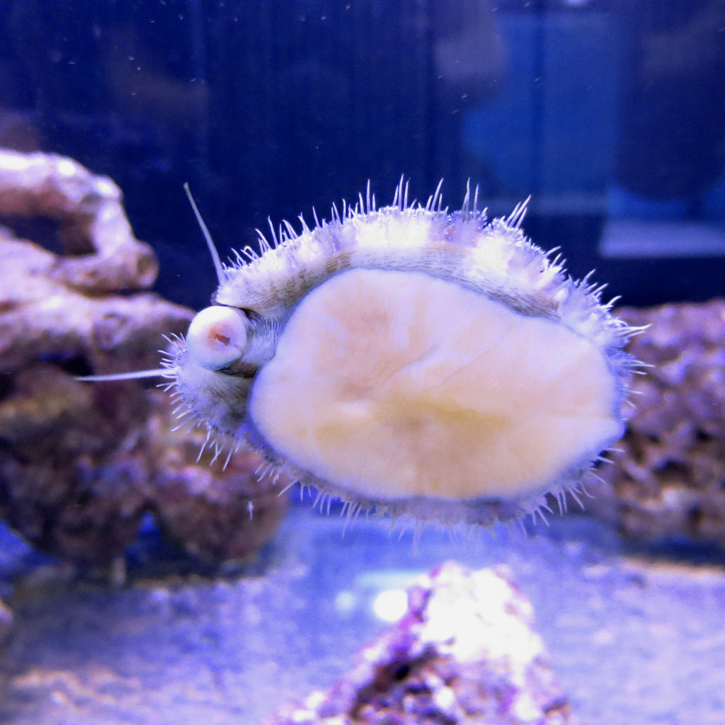 Abalone | JLAquatics Canada – J&L Aquatics Ltd.