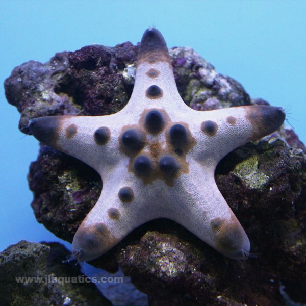 Chocolate Chip Starfish | JLAquatics Canada – J&L Aquatics Ltd.