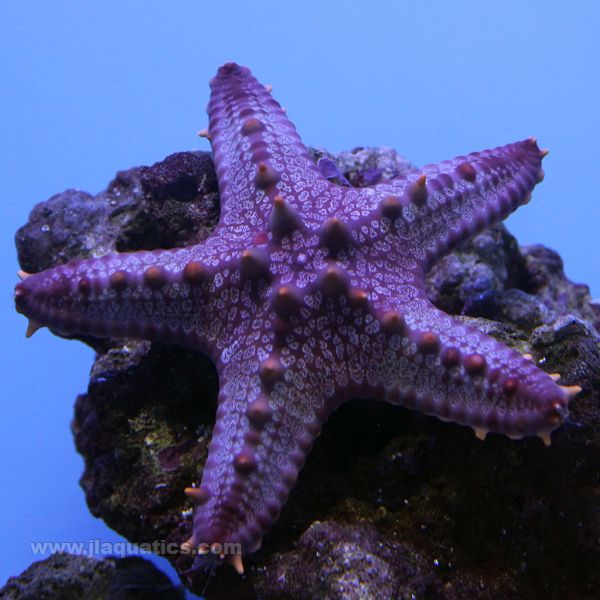 Red Spined Starfish | JLAquatics Canada – J&L Aquatics Ltd.
