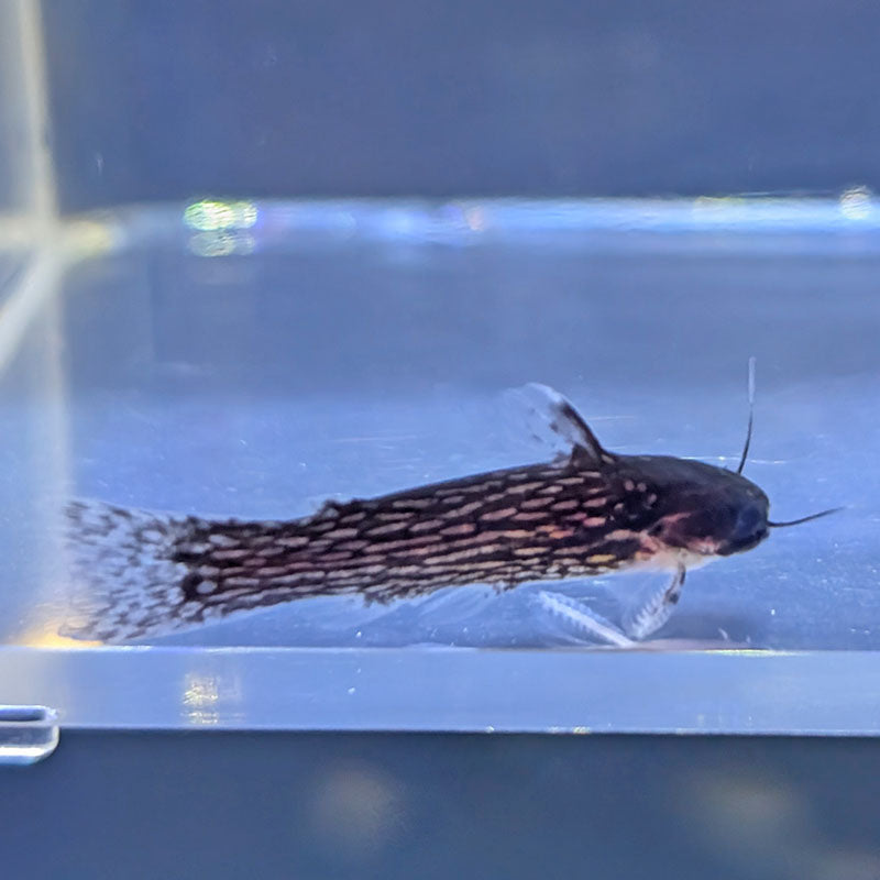 【OUTFLOW / Life Riddim】 CATFISH 1485 Reticulated Driftwood Catfish | JLAquatics Canada – J&L Aquatics Ltd.