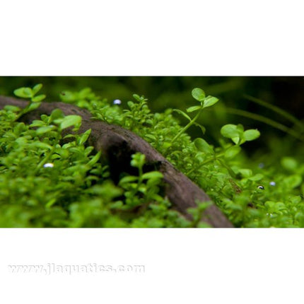 Tropica Micranthemum planted in freshwater aquarium