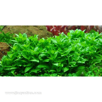 Tropica Potted Staurogyne repens Plant