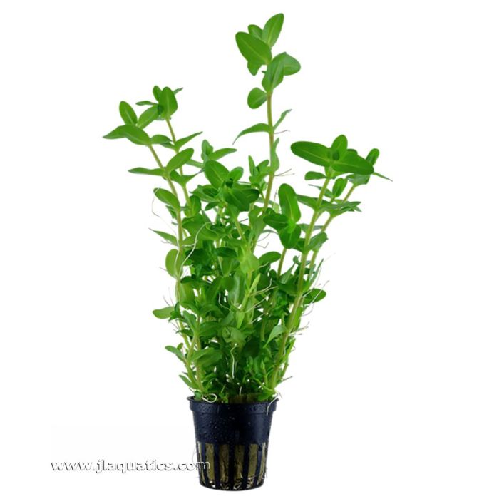 bacopa potted plant Tropica Bacopa caroliniana Potted Plant