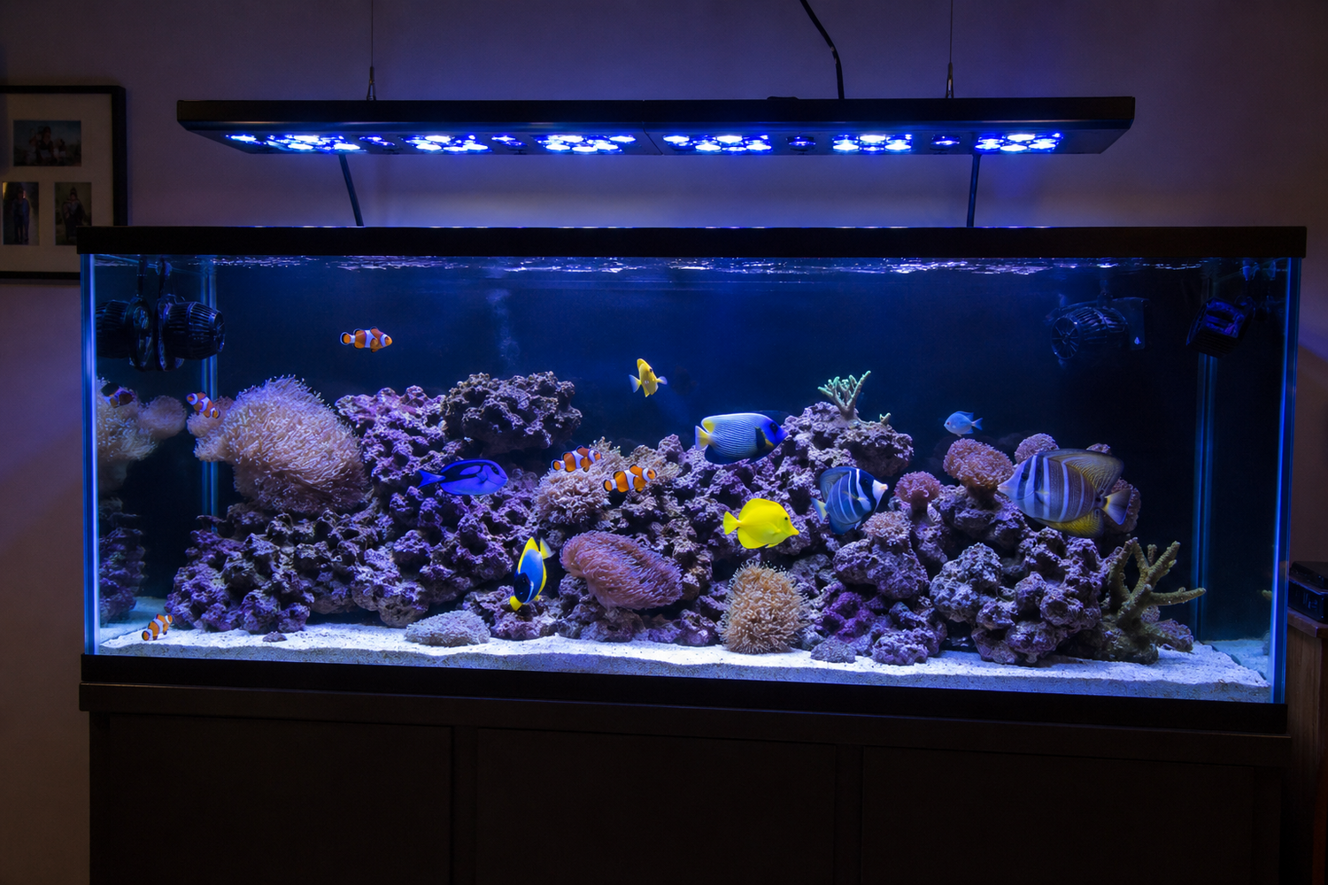 Fish-Only Aquarium Parameters: The Complete Guide for a Healthy Saltwater Fish Tank