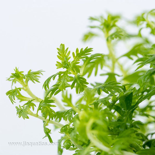 Tropica Hottonia palustris closeup of leaves