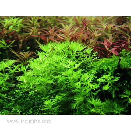 Tropica Hottonia palustris planted in aquarium