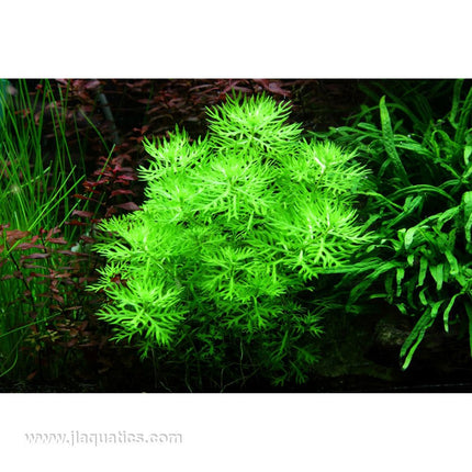 Tropica Hottonia palustris in aquarium for plants