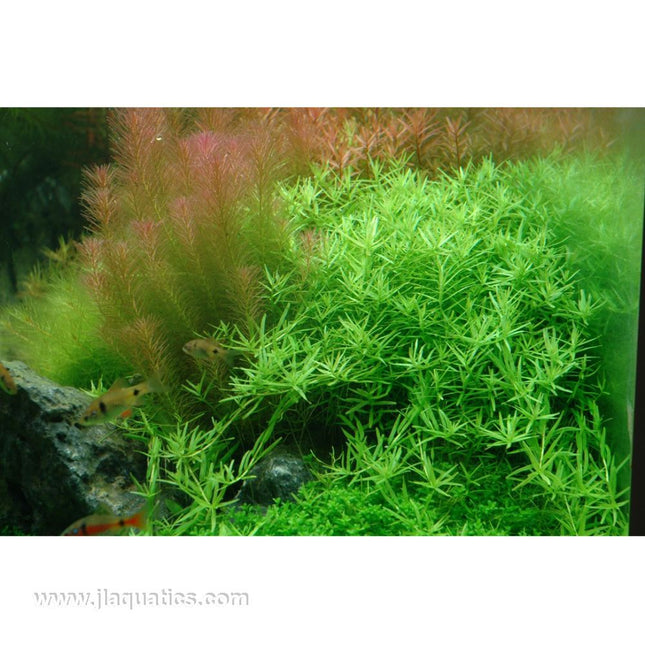 Tropica Rotala rotundifolia (Green) planted in aquarium