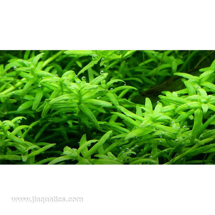 Tropica Rotala rotundifolia (Green) closeup of leaves when planted in aquarium