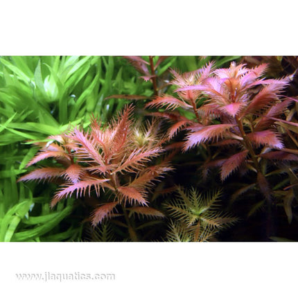 Tropica Proserpinaca palustris (Cuba) close up of plant in aquarium