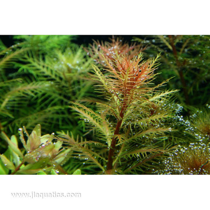 Tropica Proserpinaca palustris (Cuba) planted in freshwater aquarium