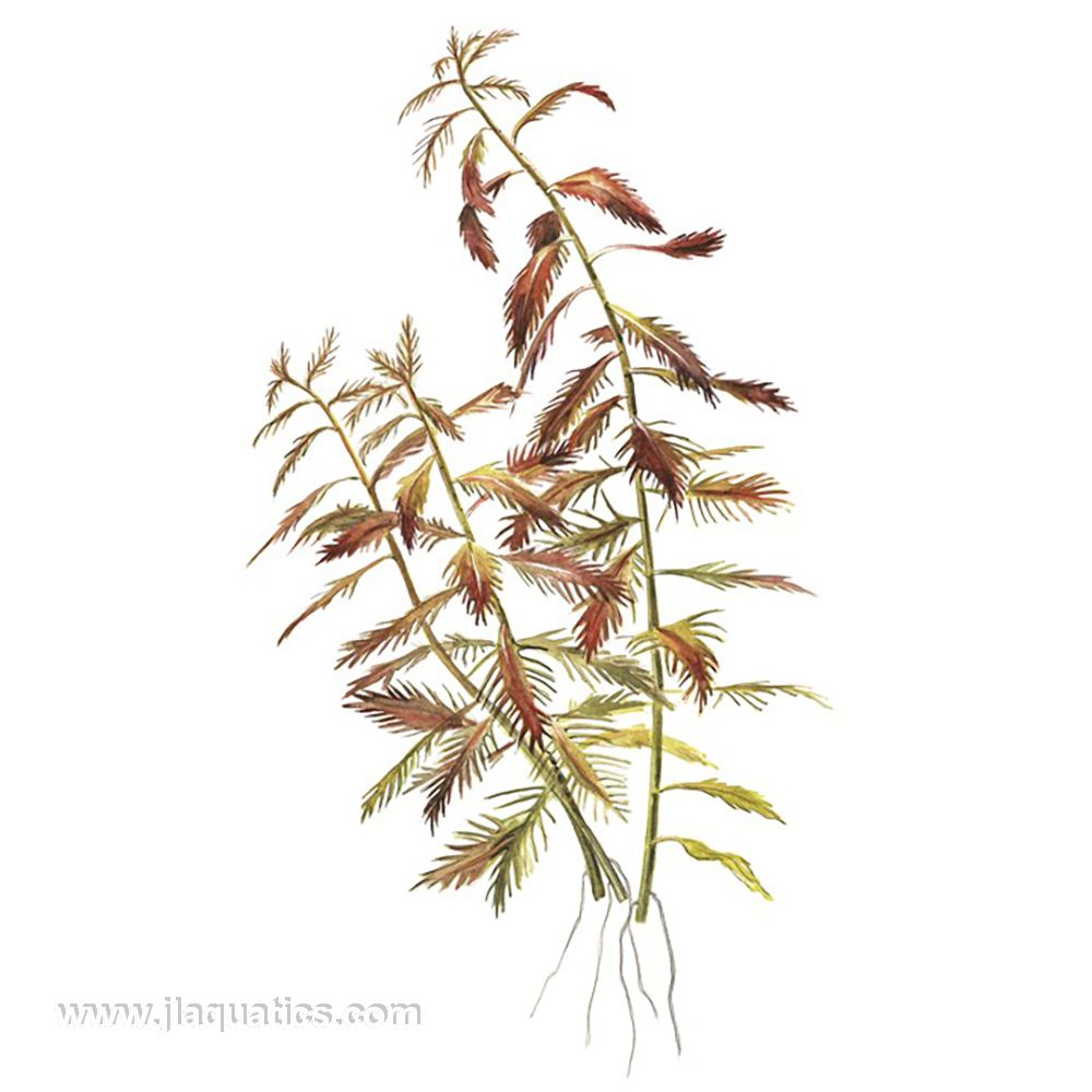 Tropica Proserpinaca palustris (Cuba) diagram