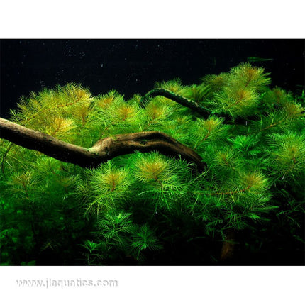 Tropica Myriophyllum mattogrossense growing on wood in a planted tank