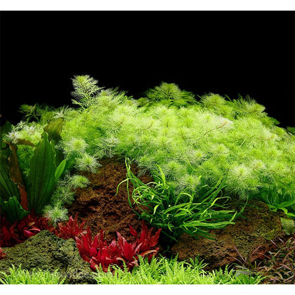 Tropica Myriophyllum mattogrossense growing on stone in a freshwater aquarium