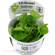 Tropica Aquarium Plants Freshwater Plants