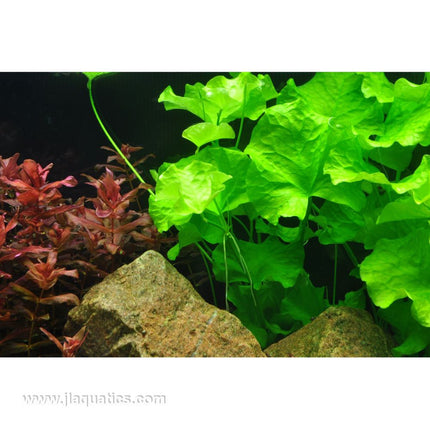 Tropica Nymphoides hydrophylla (Taiwan) planted in aquarium