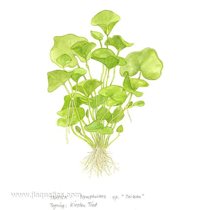 Tropica Nymphoides hydrophylla (Taiwan) diagram