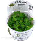 Tropica Aquarium Plants Freshwater Plants