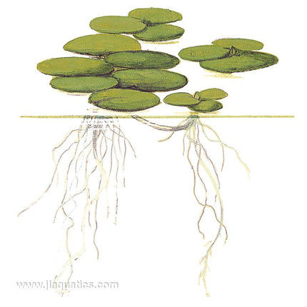 Tropica Limnobium laevigatum diagram