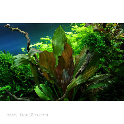 Tropica Echinodorus reni planted in freshwater aquarium