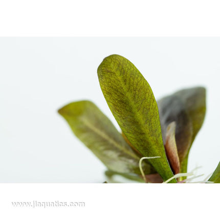 Tropica Echinodorus reni closeup of leaves