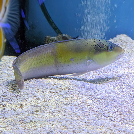 Yellowhead Wrasse