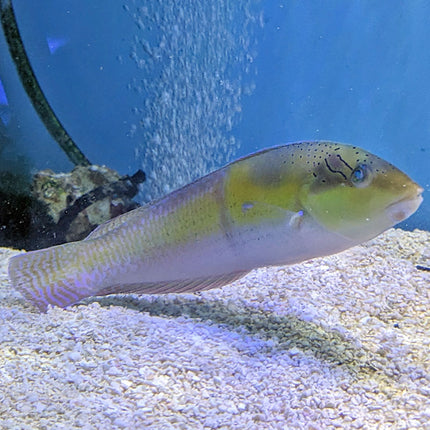 Yellowhead Wrasse