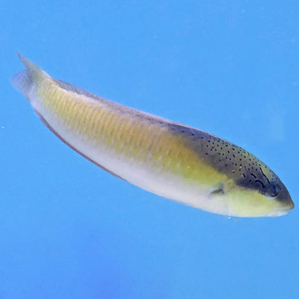 Yellowhead Wrasse