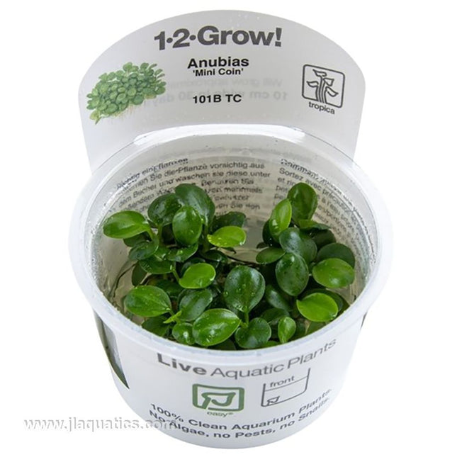 Tropica Anubias barteri - Mini Coin in packaging