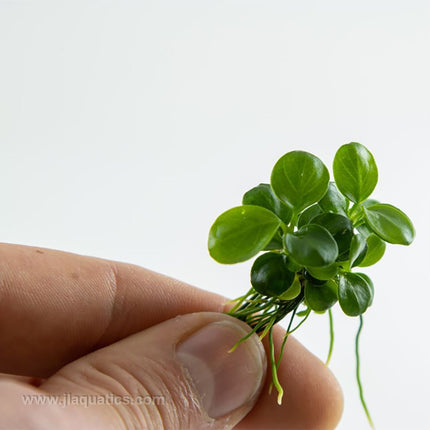 Tropica Anubias barteri - Mini Coin out of packaging