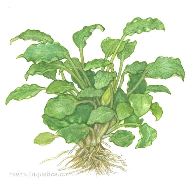 Tropica Schismatoglottis prietoi illustration of grown plant