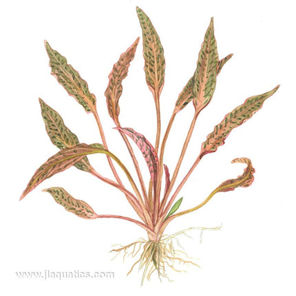 Tropica Cryptocoryne nurii illustration of mature plant