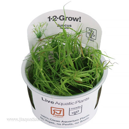 Tropica Juncus repens aquarium plant