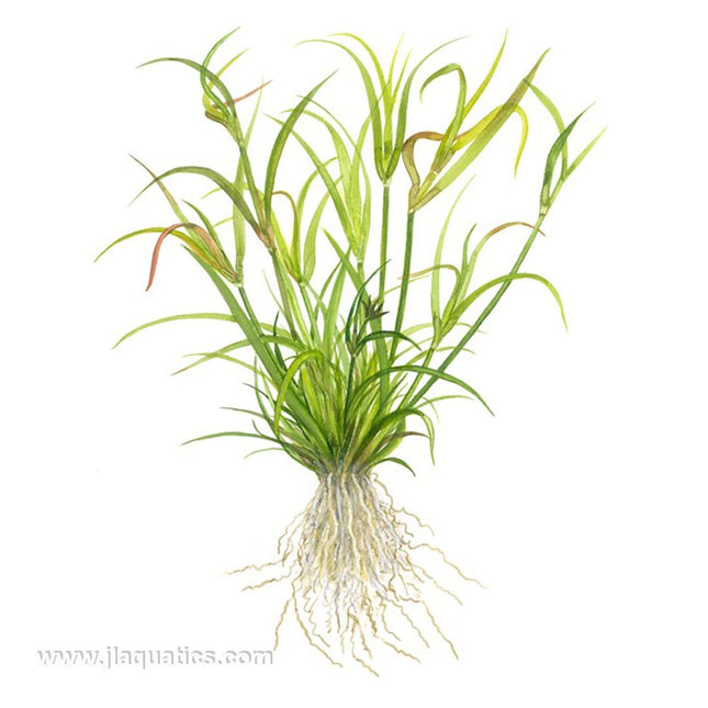 Tropica Juncus repens ready to be planted in freshwater tank