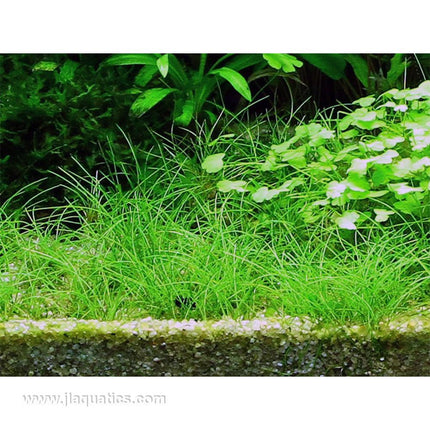 Tropica Eleocharis acicularis planted in aquarium